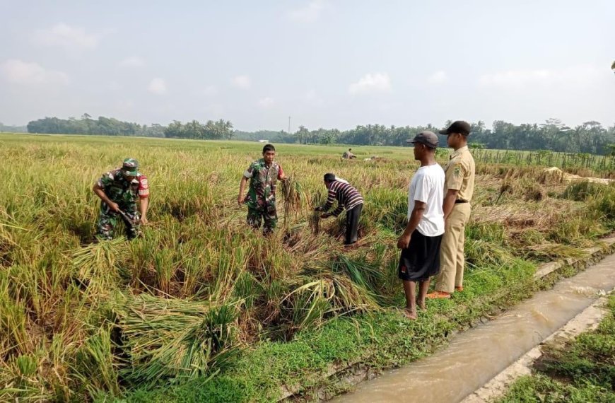 BABINSA DAMPINGI WARGA DESA BINAAN LAKSANAKAN PANEN PADI.