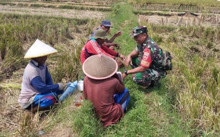 Di Tengah Sawah, Babinsa Komsos Dengan Petani
