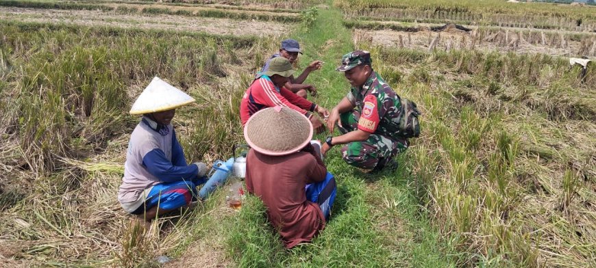 Di Tengah Sawah, Babinsa Komsos Dengan Petani