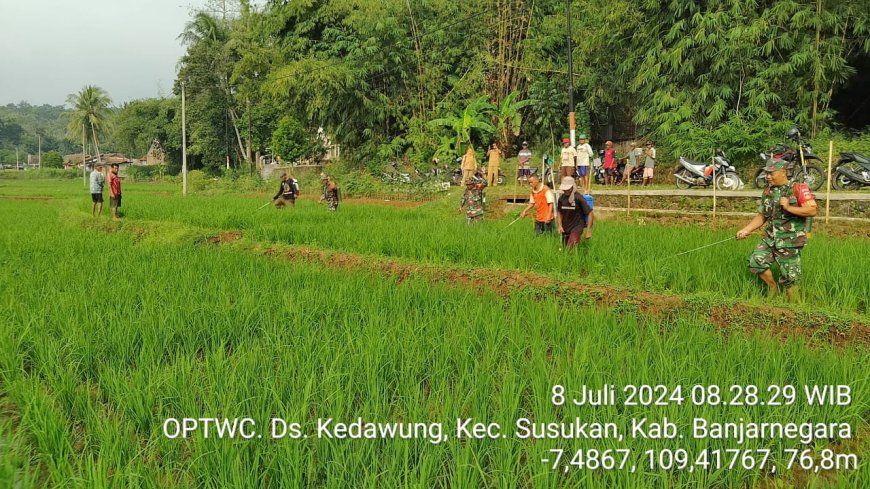 ANTISIPASI HAMA, BABINSA KORAMIL 09/SUSUKAN  BERSAMA BPP, PETANI LAKUKAN PENYEMPROTAN PADI