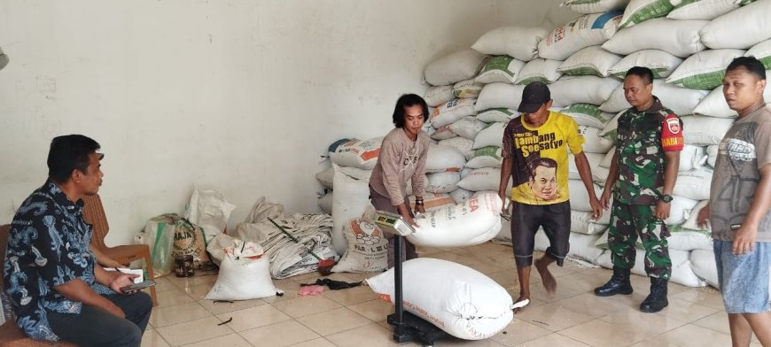 BABINSA KORAMIL 09/SUSUKAN MELAKSANAKAN PENDAMPINGAN BULOG SERAP GABAH PEYANI DI DESA BINAAN.