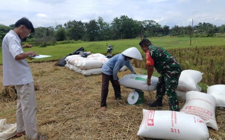 BABINSA KORAMIL 09 SUSUKAN TETAP SEMANGAT DALAM PENDAMPINGAN PENJUALAN GABAH DI DESA BINAAN