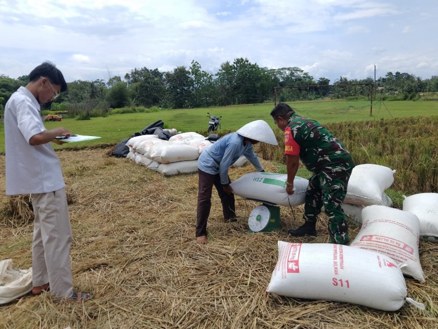 BABINSA KORAMIL 09 SUSUKAN TETAP SEMANGAT DALAM PENDAMPINGAN PENJUALAN GABAH DI DESA BINAAN