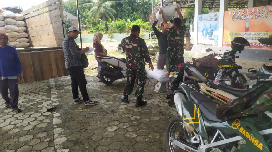 DANRAMIL 09 SUSUKAN SELALU GIAT BERSAMA ANGGOTA NYA DALAM PENYERAPAN GABAH PETANI OLEH BULOG DI DESA KEMRANGGON