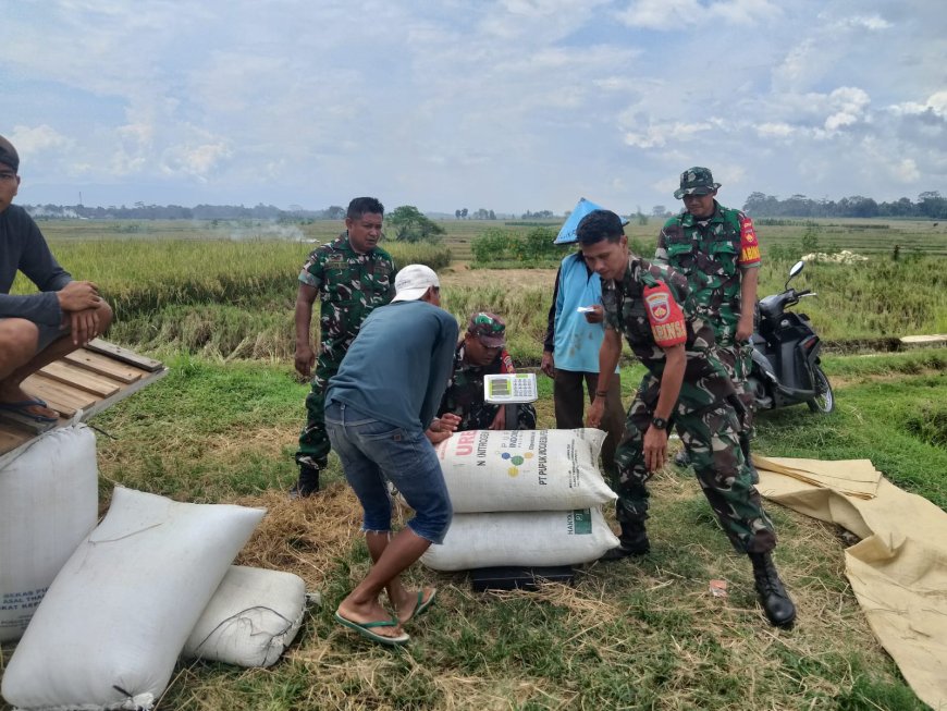BABINSA KORAMIL 09 SUSUKAN SELALU SIAP MELAKSANAKAN PENDAMPINGAN PENYERAPAN GABAH