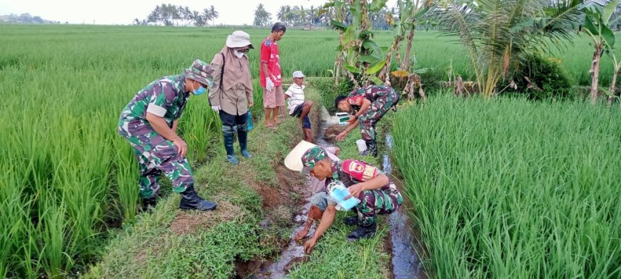 Babinsa koramil 09 susukan selalu semangat dalam pendampingan bersama PPL dan kelompok tani di desa  binaan