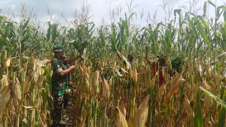 Babinsa Koramil 09 Susukan Dampingi Petani Lakukan Perawatan Tanaman Jagung di Lahan Pertanian