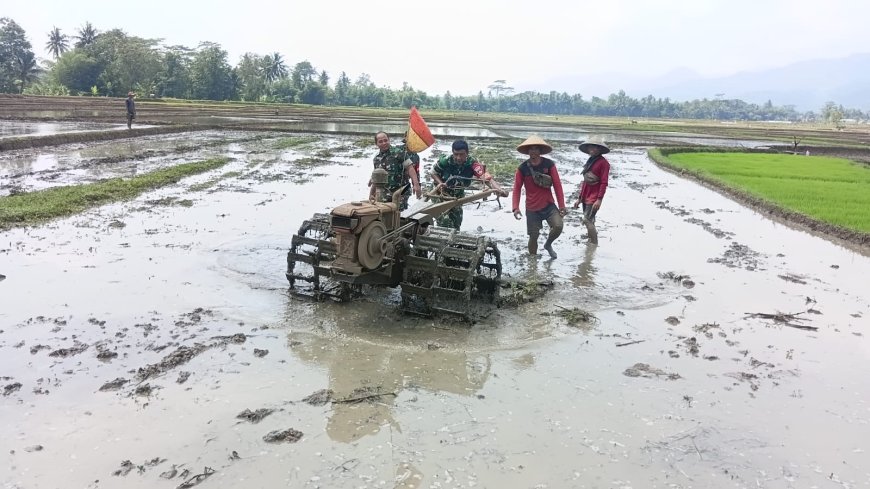 PERSIAPAN LAHAN TANAMAN PADI, BABINSA IKUT SERTA TRAKTOR BERSAMA DENGAN PETANI"