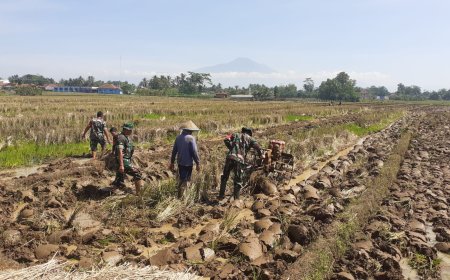 BABINSA BERGELUT DENGAN TRAKTOR OLAH LAHAN BERSAMA PETANI 