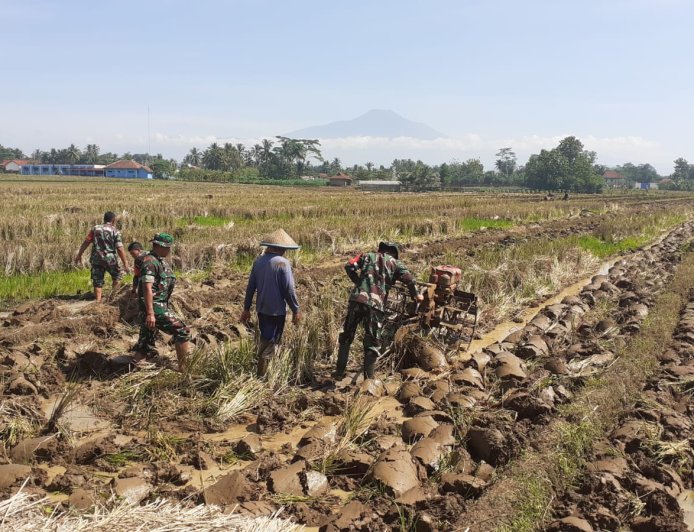 BABINSA BERGELUT DENGAN TRAKTOR OLAH LAHAN BERSAMA PETANI 