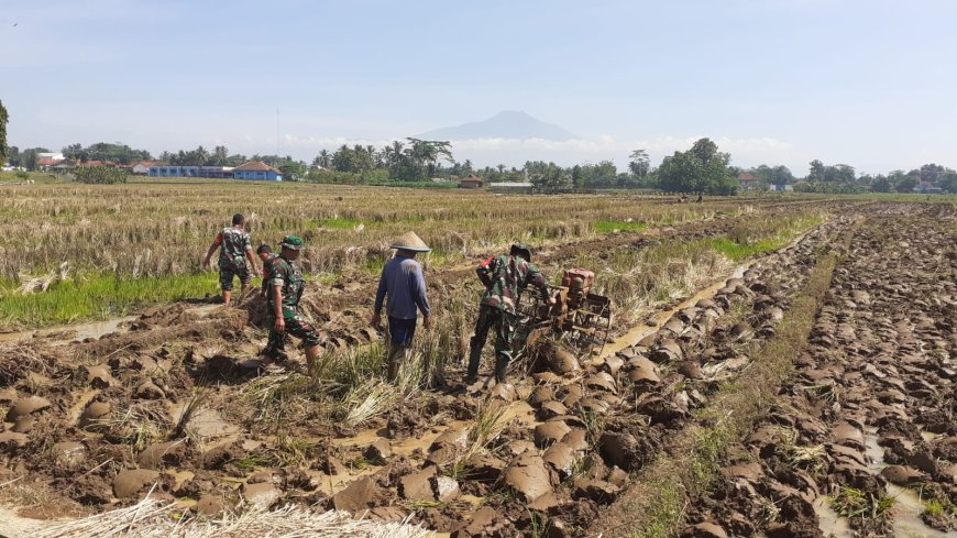 BABINSA BERGELUT DENGAN TRAKTOR OLAH LAHAN BERSAMA PETANI 