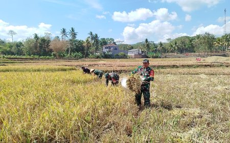 DIPENGHUJUNG PANEN RAYA, BABINSA PANEN PADI BERSAMA PETANI 