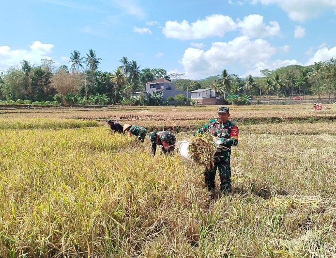 DIPENGHUJUNG PANEN RAYA, BABINSA PANEN PADI BERSAMA PETANI 