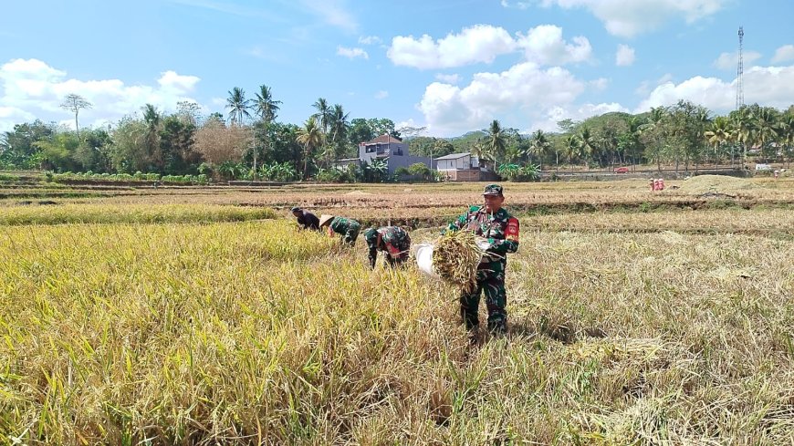 DIPENGHUJUNG PANEN RAYA, BABINSA PANEN PADI BERSAMA PETANI 